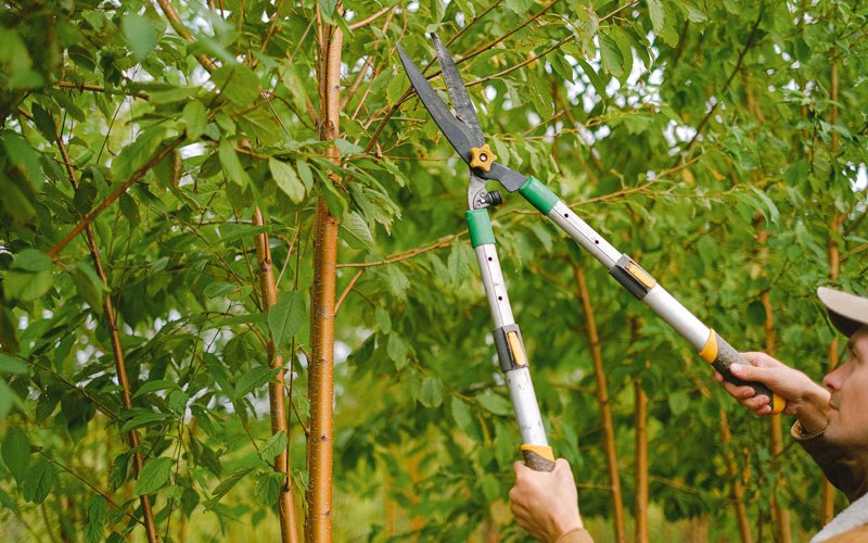 Tree trimming in Pewaukee, WI