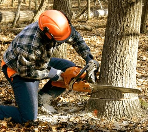 Tree Removal in Pewaukee, WI